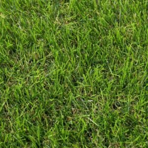 Stamford 40mm deep-pile luxury grass